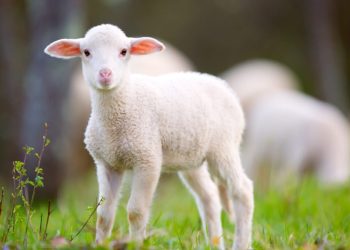 Coexistence or Conflict: Managing Human–Animal Interactions in Expanding Urban Spaces