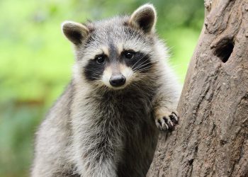 Animal Intelligence and Emotions: Rethinking the Boundaries Between Humans and Other Species