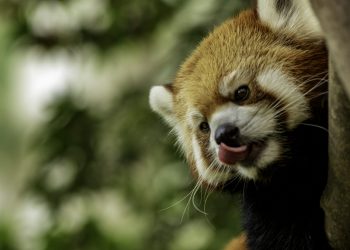 From Farms to Labs: How Ethical Debates Around Animals Shape Science and Society