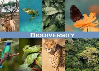 From Extinction to Conservation: Global Strategies for Preserving Biodiversity in the 21st Century